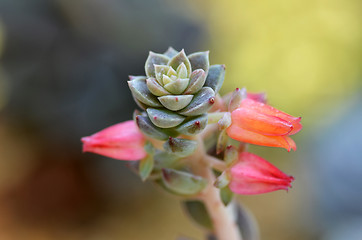 Image showing Sedeveria plant in the early days of spring