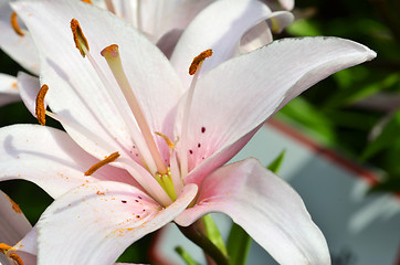 Image showing Beautiful lily growing in garden