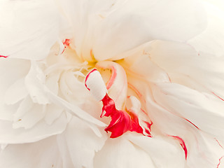 Image showing white with red peony 