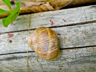 Image showing Snail