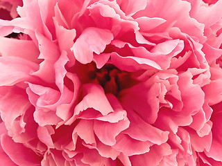 Image showing Pink Peony