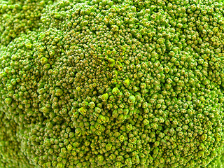 Image showing Broccoli 