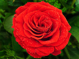 Image showing Red Rose 