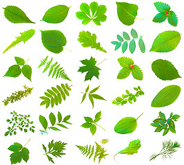 Image showing Green Leaves