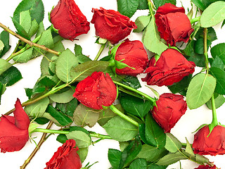 Image showing Red Roses 