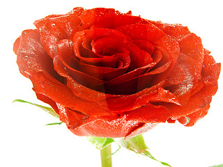 Image showing Rose Flower