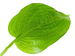 Image showing Green Leaf 