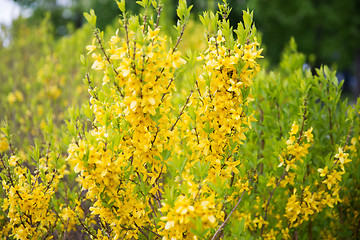 Image showing close up of forsythia bush with yellow flowers