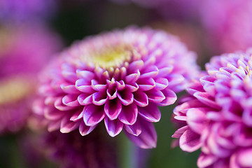 Image showing close up of beautiful pink chrysanthemum flowers