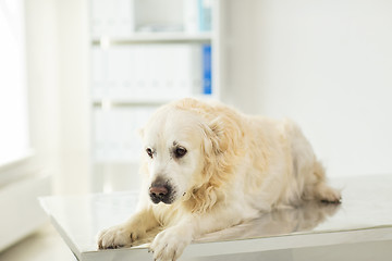 Image showing close up of golden retriever dog at vet clinic