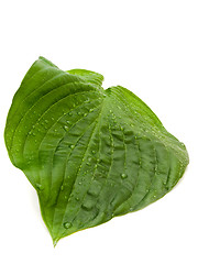 Image showing Green Leaf 