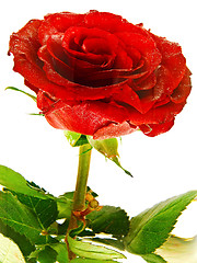 Image showing Rose Flower