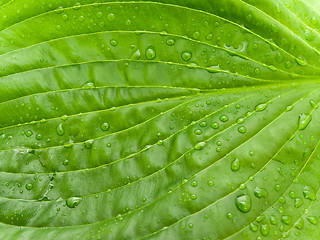 Image showing Green Leaf