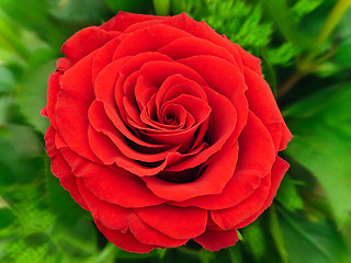 Image showing Red Rose 