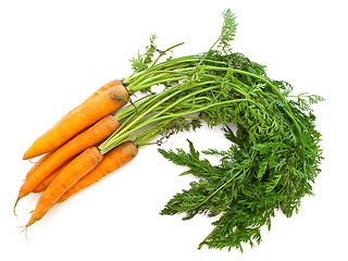 Image showing Carrot 