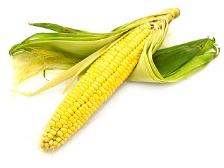 Image showing Ear Corn 