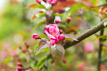 Image showing close up of beautiful blooming apple tree branch