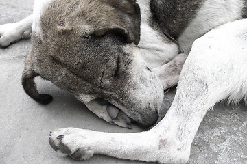 Image showing Homeless dog