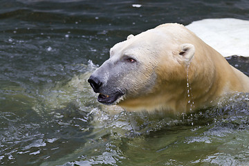 Image showing White bear