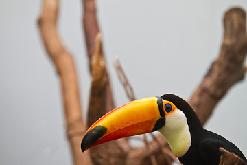 Image showing channel-billed toucan