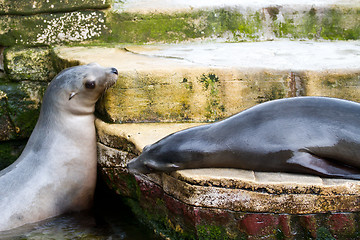 Image showing Pinniped- seal 