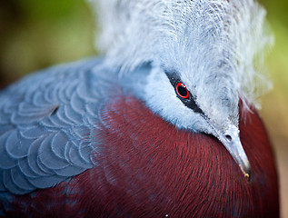 Image showing Victoria crowned pigeon