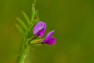 Image showing Common Vetch (Vicia sativa)