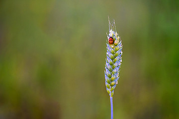 Image showing Ladybug