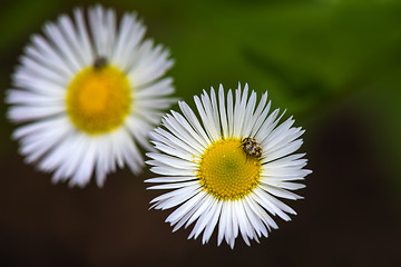 Image showing beetle