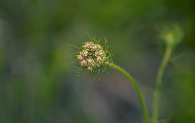 Image showing Flower Bud