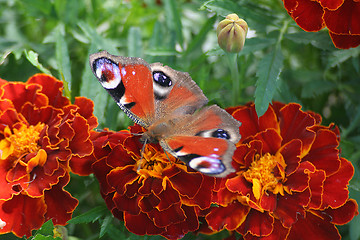 Image showing Peacock Butterfly