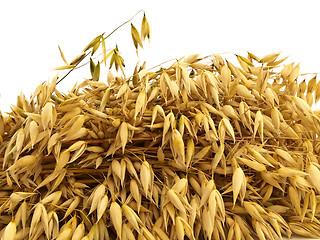 Image showing Oats 