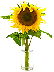 Image showing Sunflower 