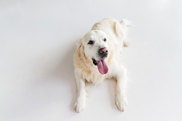 Image showing close up of golden retriever dog lying on floor