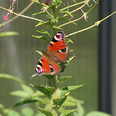 Image showing Peacock Butterfly