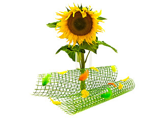 Image showing Sunflower 