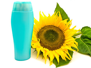 Image showing Sunflower 