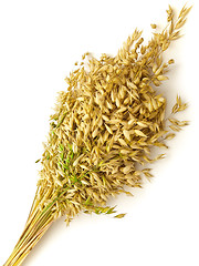 Image showing Bunch Of Oat 