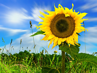 Image showing Sunflower