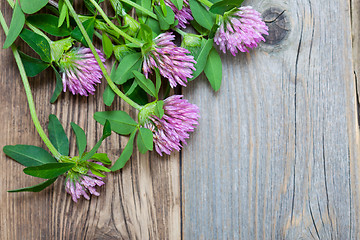 Image showing clover blossoms