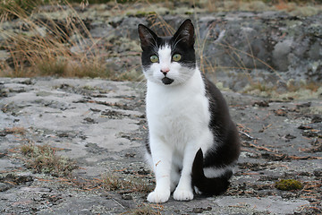 Image showing Black and white cat