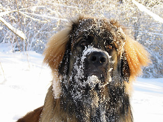 Image showing Snowy leo