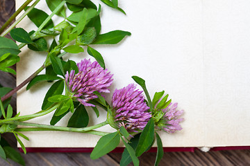 Image showing clover blossoms. close up