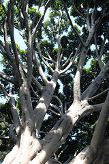 Image showing Old Fig Tree