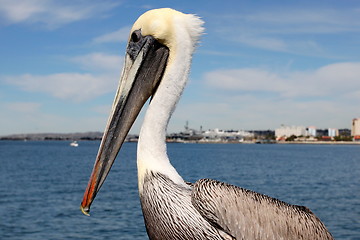 Image showing San Diego Pelican