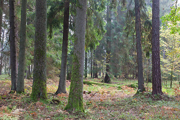 Image showing Autumnal mixed stand in afternoon