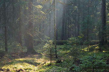 Image showing Sunbeam entering old coniferous stand of Bialowieza Forest