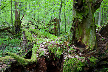 Image showing Dead broken trees moss wrapped