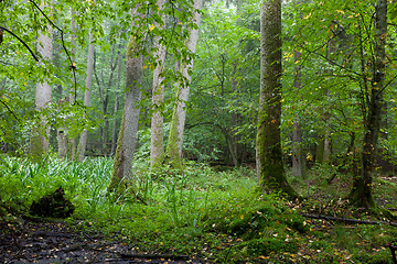 Image showing Alder-carr deciduous stand in rain