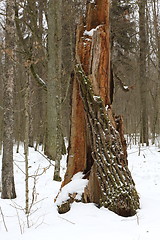Image showing Stump in winter forest